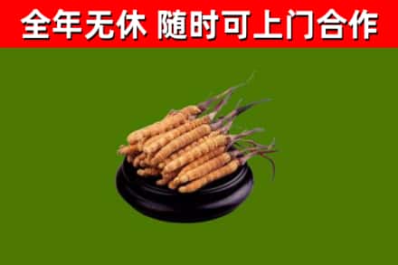 卢氏县烟酒回收冬虫夏草.jpg