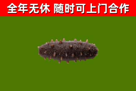 卢氏县烟酒回收干海参.jpg